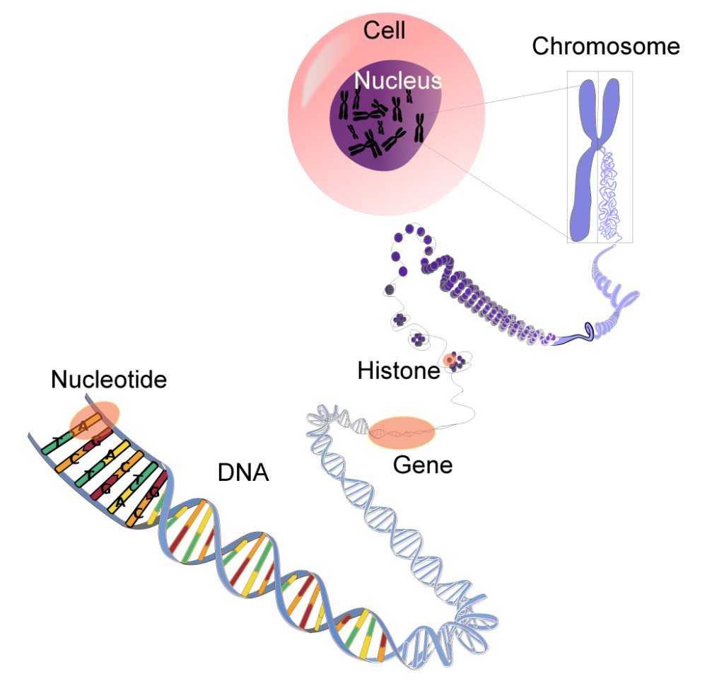 Chapter 4 DNA Replication Human Genetics