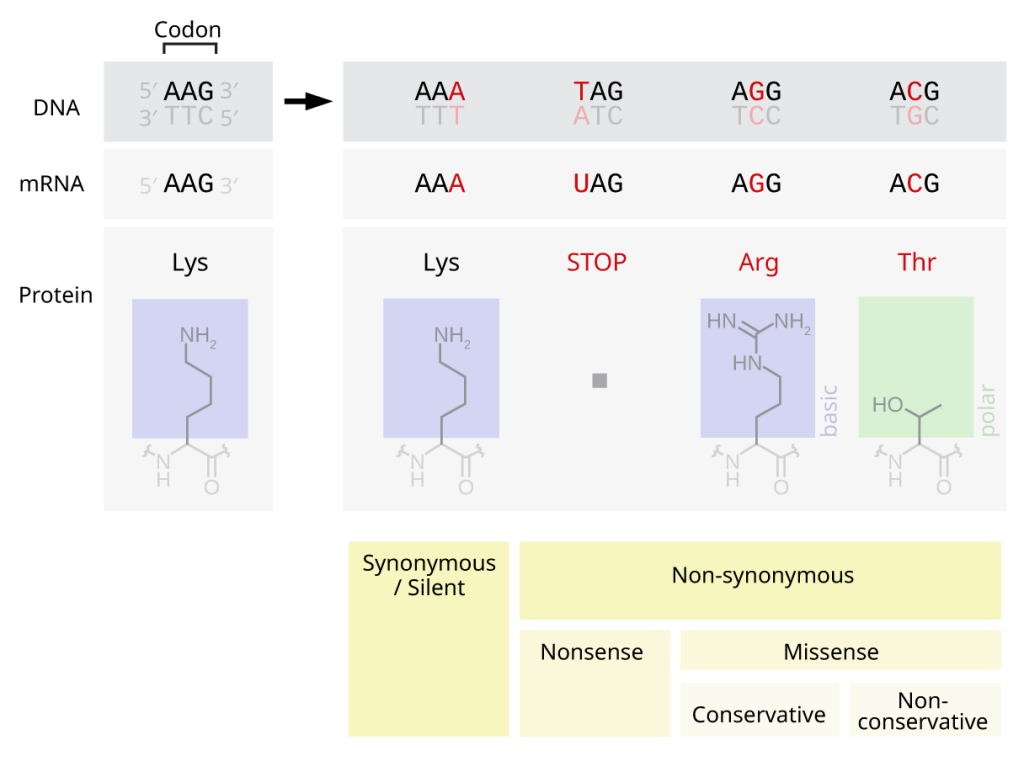 Chapter Mutations Human Genetics