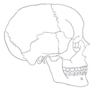 Figures: The Skull – Introduction to Human Osteology