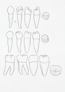 Figures: Dentition – Introduction to Human Osteology