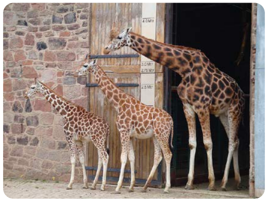 A row of three giraffes, ranging from a small giraffe to a larger one