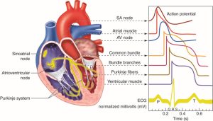 Cardiac cell pacemaker rates