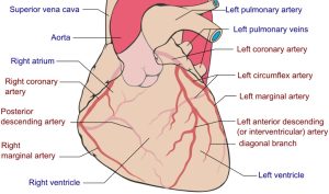 Diagram of coronary artery locations on the surface of the heart