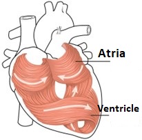 Muscular structure of the heart