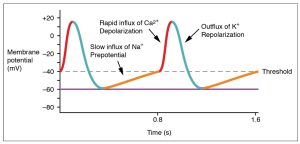 Depolarization of the cardiac Cell