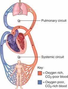 Cardiopulmonary cicuit