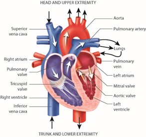 Cardiac Internal Anatomy