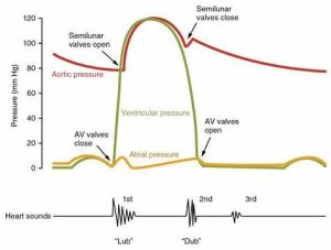 The Cardiac cycle