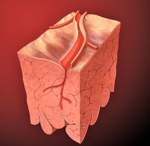 Myocardium and Coronary Perfusion