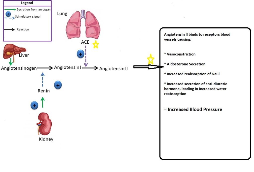 ACE inhibitors