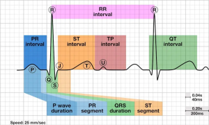 Cardiac cycle and segments