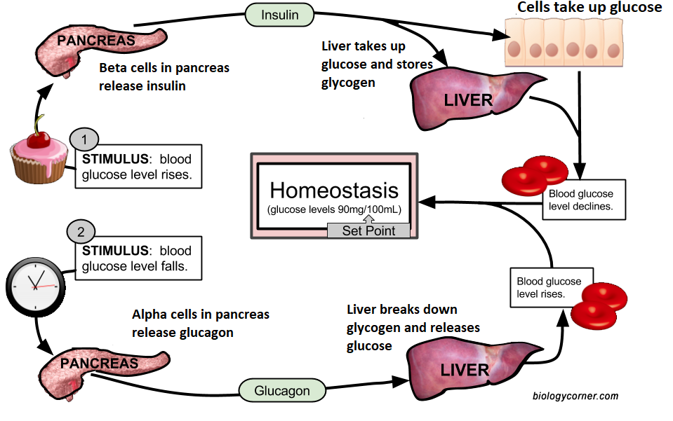 Control of blood sugar