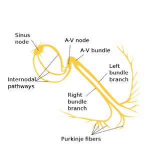 Bundle branches