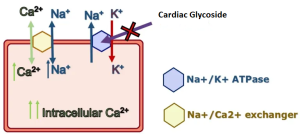 Cardiac Glycoside