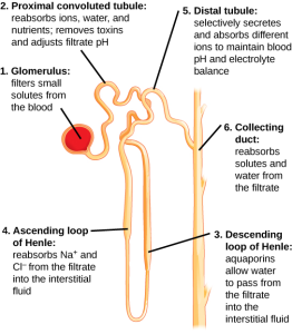 Nephron diagram