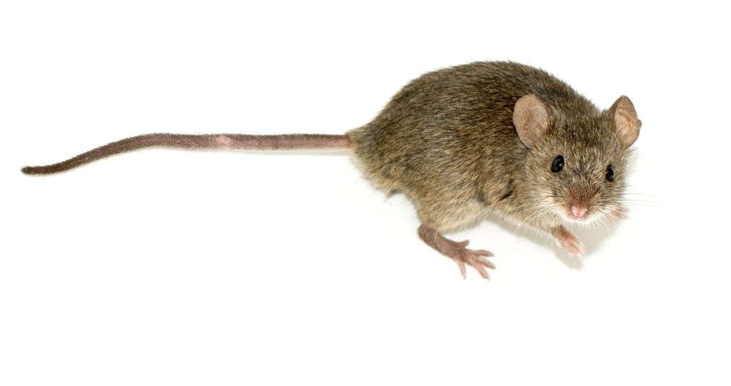 Photo of Mus musculus, the common house mouse.