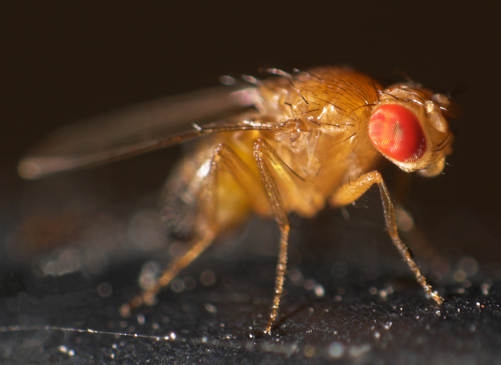 Photo of the fruitfly Drosophila melanogaster.