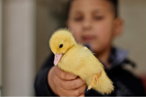 A boy holds out a yellow baby bird.
