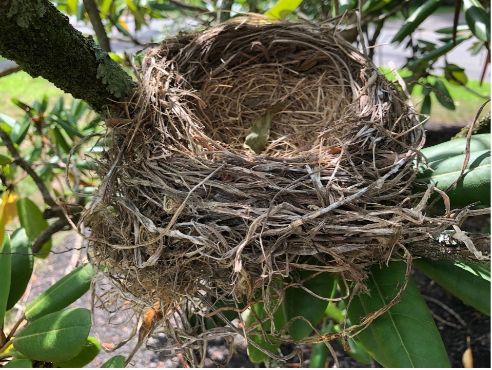 An empty bird nest in a tree.